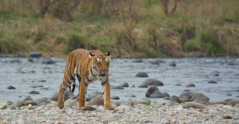 From Delhi: 3-Day Jim Corbett National Park Private Safari - Itinerary Details