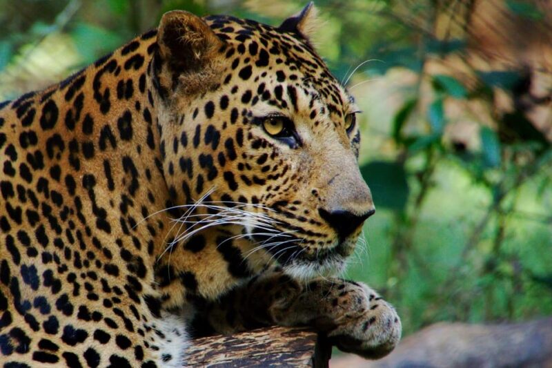 From Delhi: 3-Day Leopard Safari and Golden Triangle Tour - Itinerary Highlights