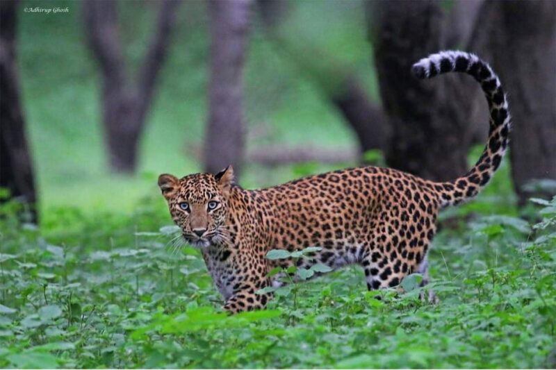 From Delhi: 3-Day Leopard Safari and Golden Triangle Tour - Languages and Accessibility