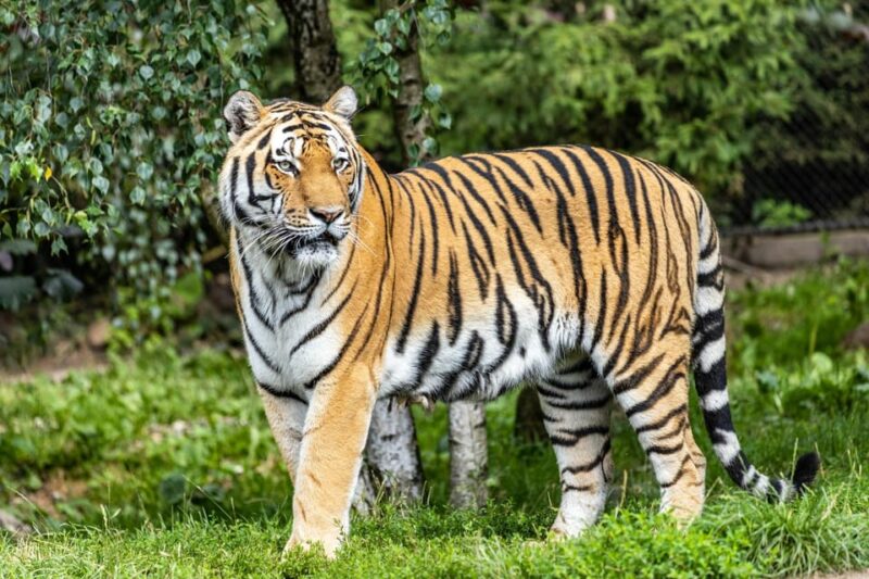 From Delhi: 3-Day Ranthambore National Park Tour - Key Points