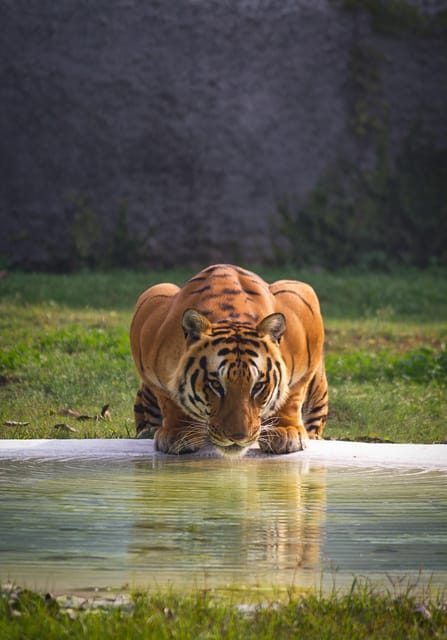 From Delhi: 3-Day Ranthambore National Park Tour - Inclusions