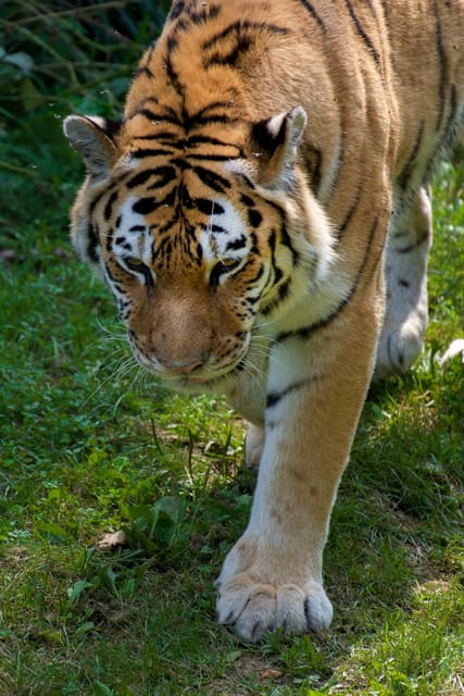 From Delhi: 3-Day Ranthambore National Park Tour - Important Information