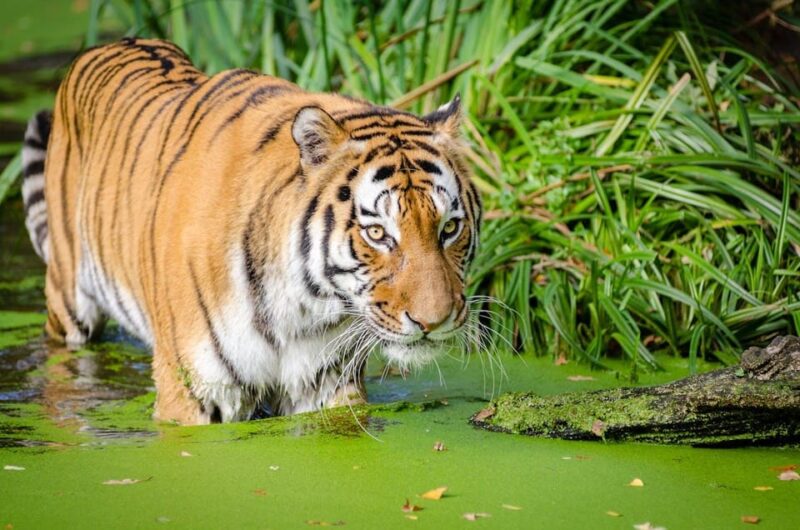 From Delhi: 3-Day Ranthambore National Park Tour - Accessibility and Additional Services
