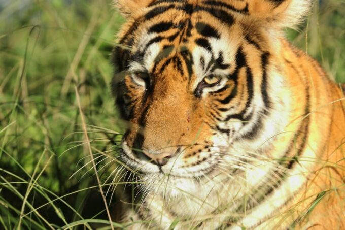 From Delhi: 3-Day Ranthambore National Park Tour - Safari Arrangements