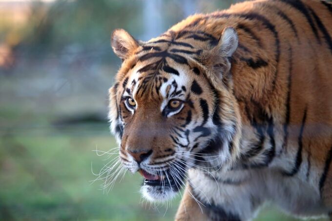From Delhi: 3-Day Ranthambore National Park Tour - Frequently Asked Questions