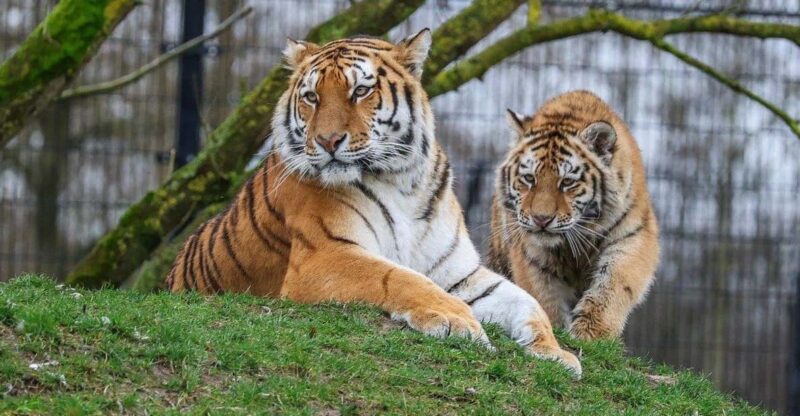 From Delhi: 3-Day Ranthambore Tiger Safari Tour - Itinerary