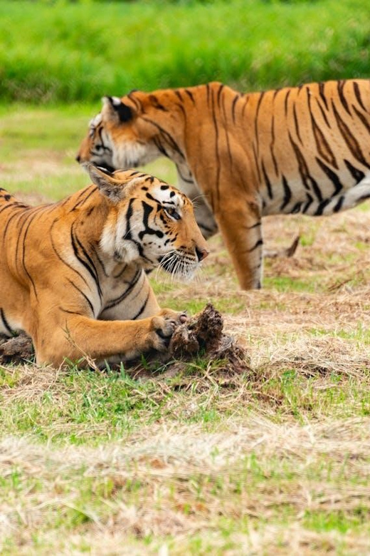 From Delhi: 3-Day Ranthambore Tiger Safari Tour - Inclusions