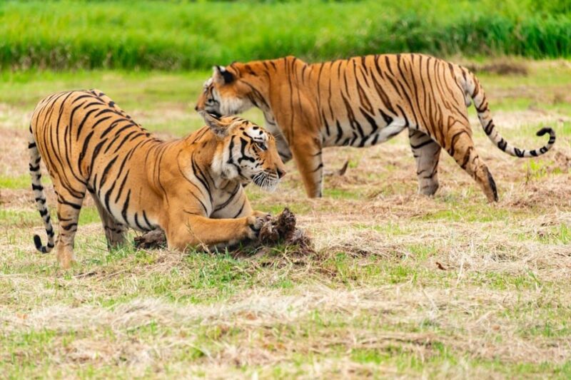 From Delhi: 3-Day Ranthambore Tiger Safari Tour - Important Information