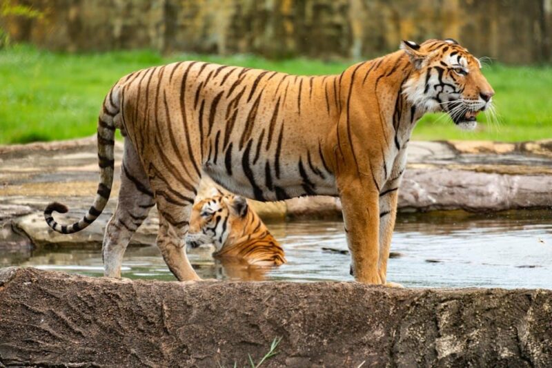 From Delhi: 3-Day Ranthambore Tiger Safari Tour - Additional Features