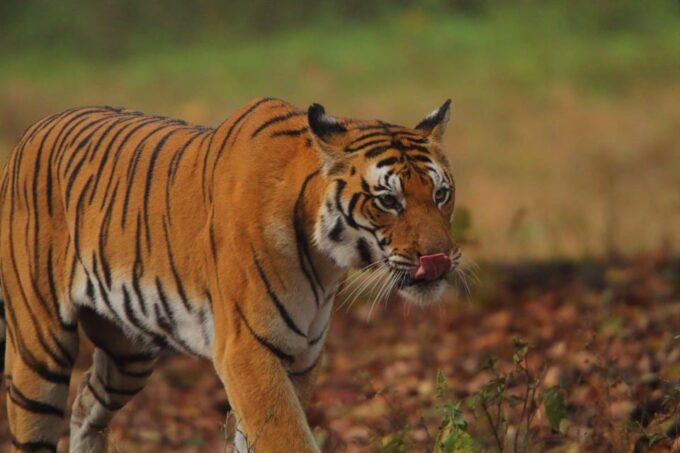 From Delhi: 3-Day Ranthambore Tiger Safari Tour - Cancellation Policy