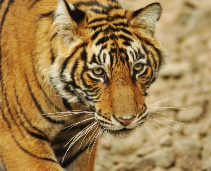 From Delhi: 3-Day Ranthambore Tiger Safari Tour - Payment Options