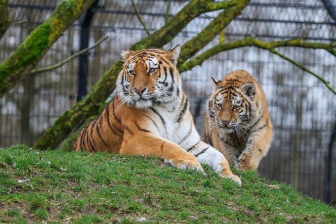 From Delhi: 3-Day Ranthambore Tiger Safari Tour - Contact Information