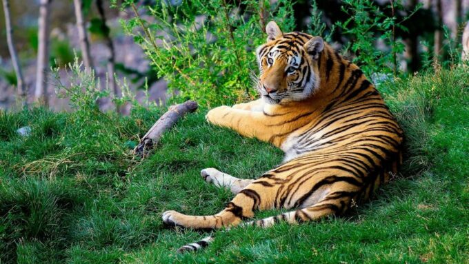 From Delhi: 3-Day Ranthambore Tiger Safari Tour - Frequently Asked Questions