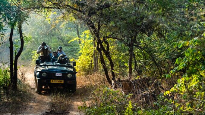 From Delhi: 3-Day Wildlife Trip to Jim Corbett National Park - Activities and Highlights