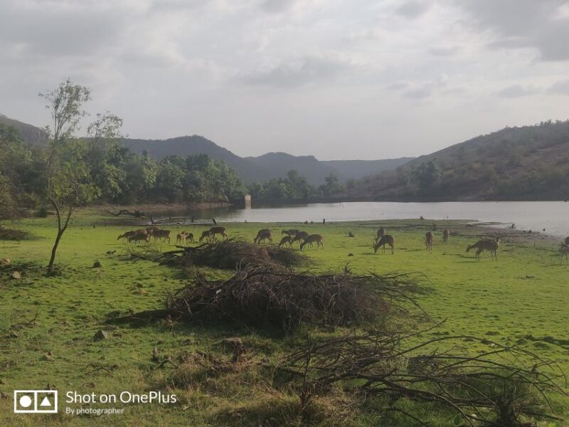 From Delhi: 3-Days Jaipur & Ranthambore Tiger Safari Tour - Key Points