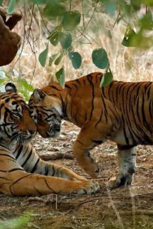 From Delhi: 3-Days Jaipur & Ranthambore Wildlife Safari Tour - Itinerary Highlights