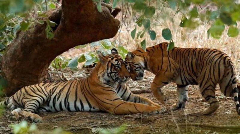 From Delhi: 3-Days Jaipur & Ranthambore Wildlife Safari Tour - Inclusions and Exclusions