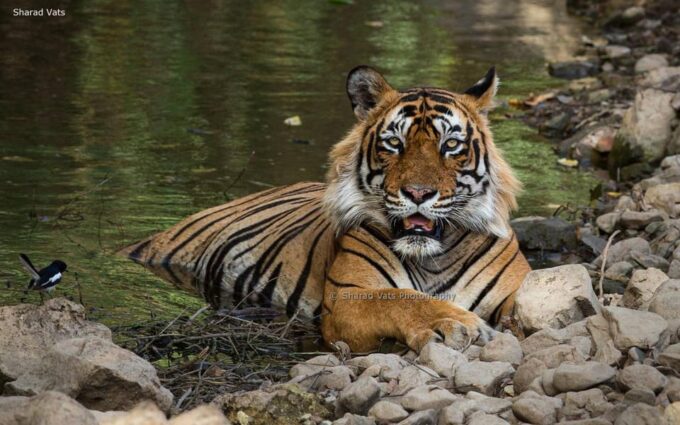 From Delhi: 3-Days Jaipur & Ranthambore Wildlife Safari Tour - Important Travel Information