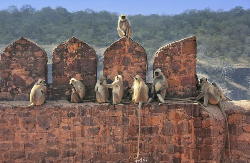 From Delhi: 3 Days Tour of Ranthambore Tiger Safari - Itinerary and Highlights