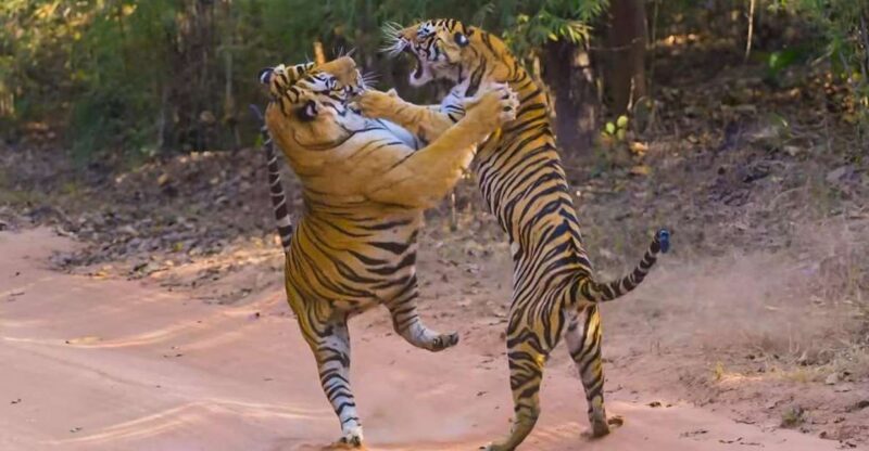 From Delhi: 3 Days Tour of Ranthambore Tiger Safari - Accommodation and Meals