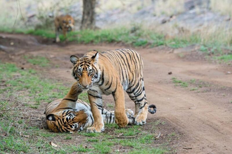 From Delhi: 3 Days Tour of Ranthambore Tiger Safari - Ranthambore National Park