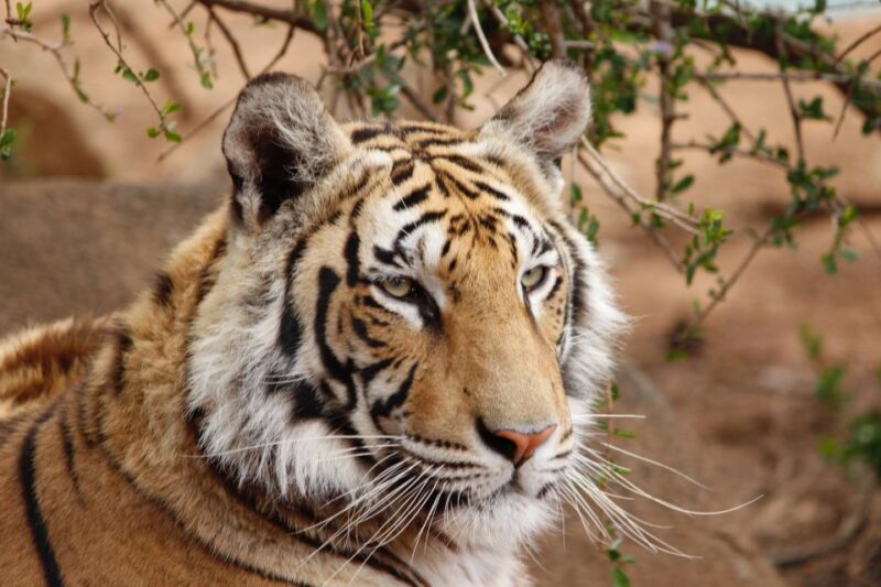 From Delhi: 4-Day Golden Triangle & Ranthambore Guided Tour - Exploring Delhi