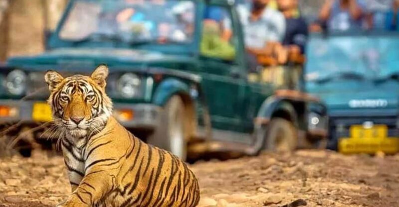 From Delhi: 4-Day Golden Triangle & Ranthambore Tiger Safari - Inclusions