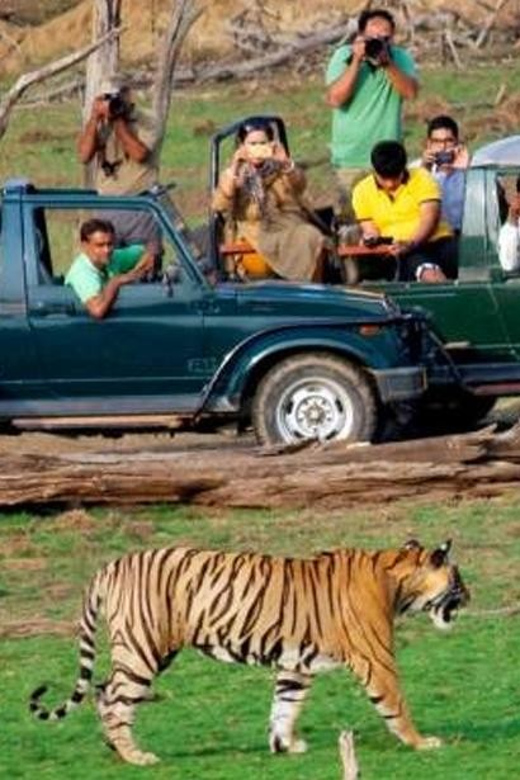 From Delhi: 4-Day Golden Triangle & Ranthambore Tiger Safari - Important Information