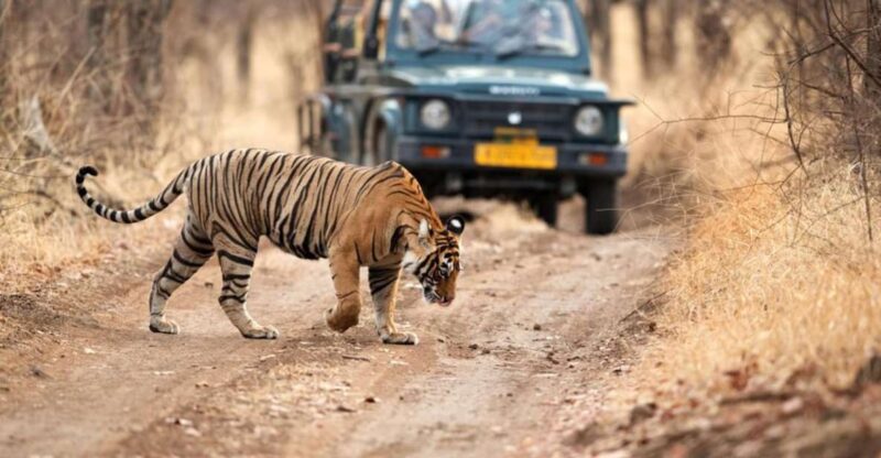 From Delhi: 4-Day Golden Triangle & Ranthambore Tiger Safari - Inclusions and Transportation