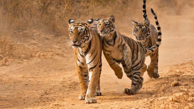 From Delhi: 4-Day Golden Triangle & Ranthambore Tiger Safari - Traveler Reviews and Ratings