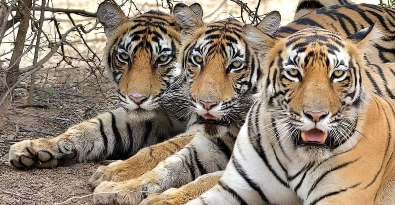 From Delhi: 4-Day Golden Triangle & Tiger Safari Tour by Car - Day 1: Delhi Sightseeing