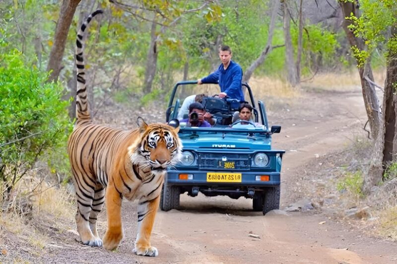 From Delhi: 4-Day Golden Triangle & Tiger Safari Tour by Car - Day 4: Jaipur Sightseeing