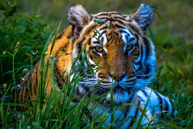 From Delhi: 4-Day Golden Triangle Tour & Ranthambore Tiger Safari - Day 3: Ranthambore to Jaipur