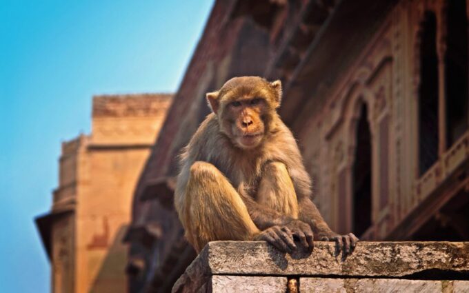 From Delhi: 4-Day Golden Triangle Tour - Frequently Asked Questions