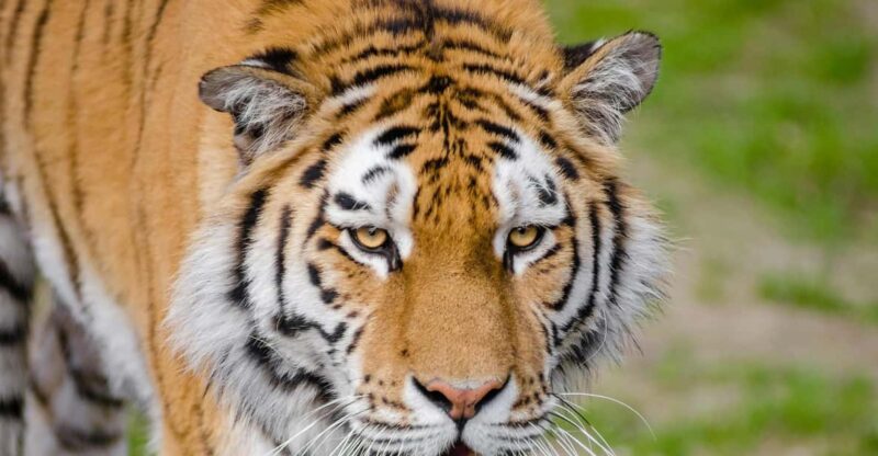 From Delhi: 4 Day Golden Triangle Tour With Tiger Safari - Itinerary Highlights