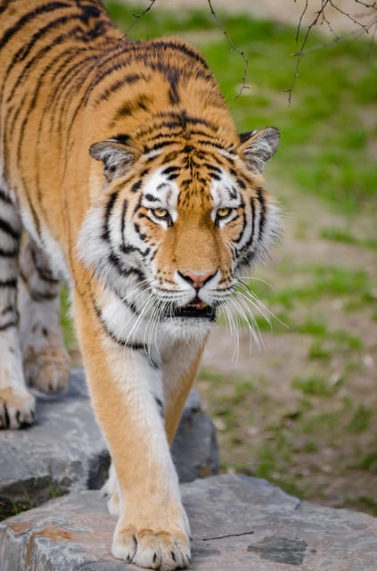 From Delhi: 4 Day Golden Triangle Tour With Tiger Safari - Package Inclusions