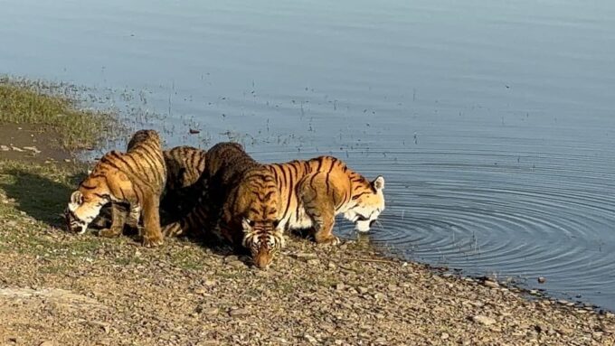 From Delhi: 4 Day Golden Triangle Tour With Tiger Safari - Tour Pricing