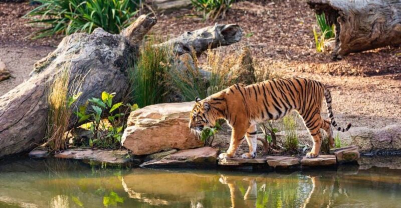 From Delhi: 4-Day Tiger Safari and Golden Triangle Tour - Key Points