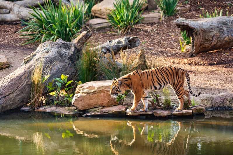 From Delhi: 4-Day Tiger Safari and Golden Triangle Tour - Itinerary Highlights