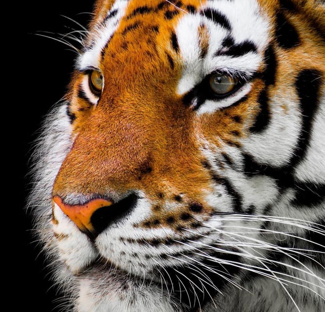 From Delhi: 4-Day Tiger Safari and Golden Triangle Tour - Key Points