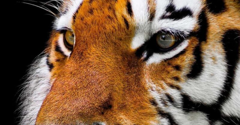 From Delhi: 4-Day Tiger Safari and Golden Triangle Tour - Inclusions and Services