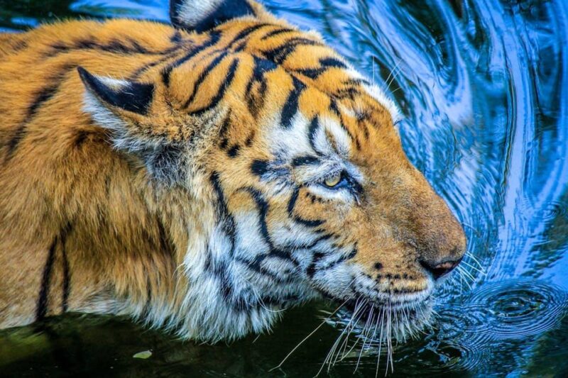 From Delhi: 4-Day Tiger Safari and Golden Triangle Tour - Tour Cancellation and Refund