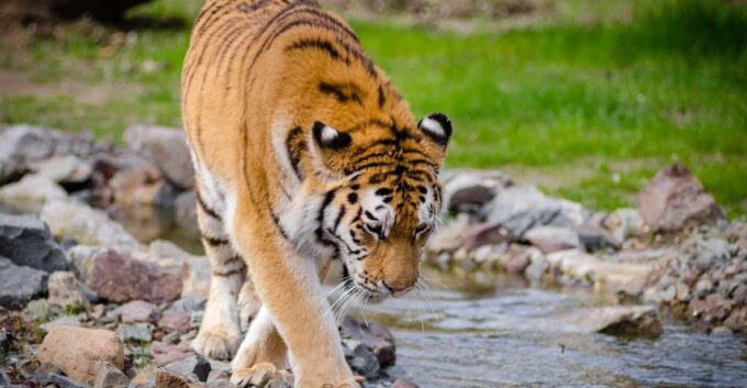 From Delhi: 4-Day Tiger Safari and Golden Triangle Tour - Explore Delhi