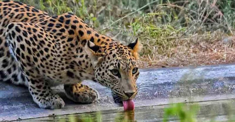 From Delhi: 4-Days Golden Triangle Tour With Leopard Safari - Day 1: Delhi to Agra