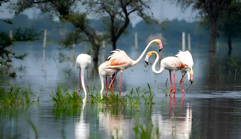 From Delhi: 5 Day Golden Triangle & Safari & Bird Sanctuary - Transportation and Accessibility