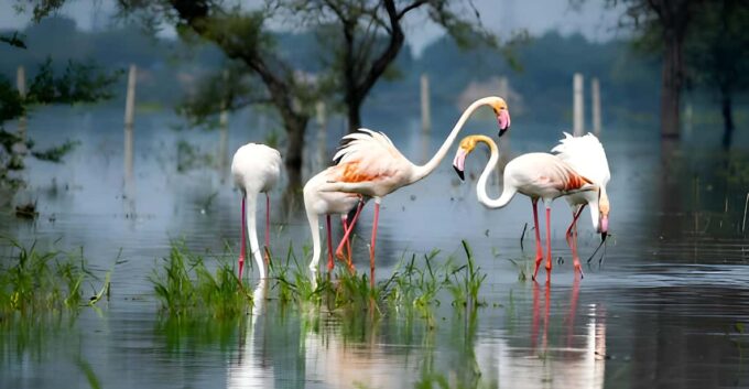 From Delhi: 5 Day Golden Triangle & Safari & Bird Sanctuary - Comfort