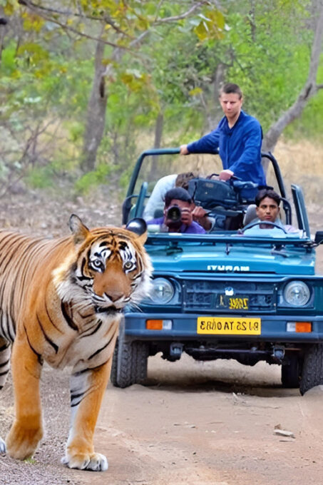 From Delhi: 5 Day Golden Triangle & Safari & Bird Sanctuary - Frequently Asked Questions
