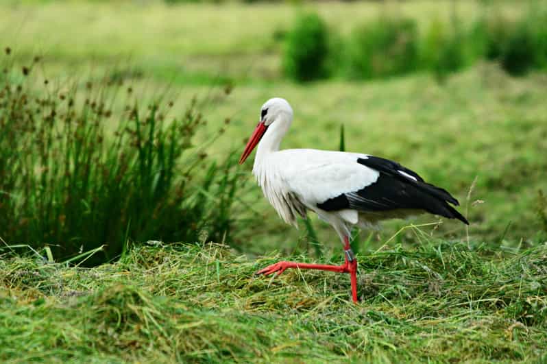 From Delhi: 5 Day Golden Triangle, Safari & Bird Sanctuary - Key Points