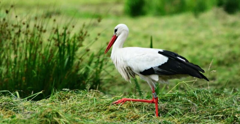 From Delhi: 5 Day Golden Triangle, Safari & Bird Sanctuary - Itinerary Highlights