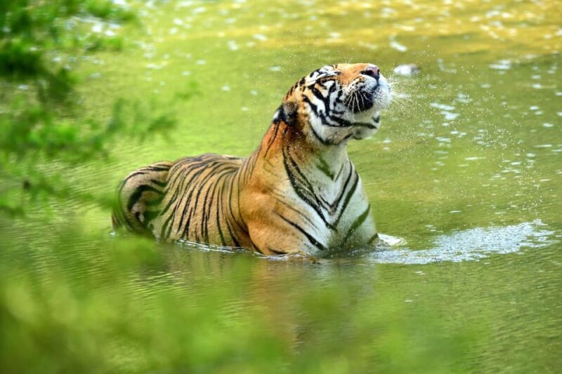 From Delhi: 5 Day Golden Triangle, Safari & Bird Sanctuary - Exclusions